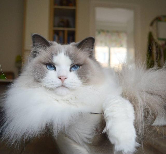 喵星人:铲屎的,朕也要吃!哪些人类食物可以安全