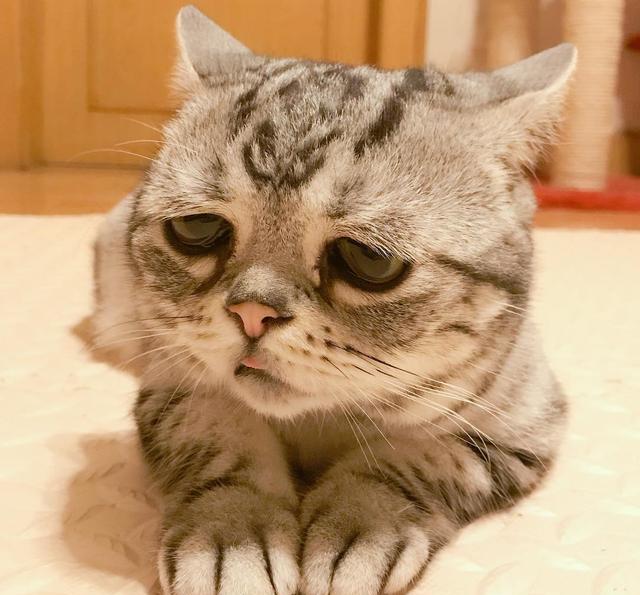 最"忧郁哀愁"的猫咪: 为何我的眼里常含泪水, 因为我爱的深沉