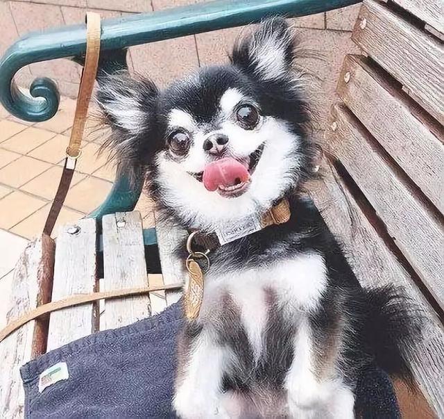 二哈对新来的吉娃娃一见钟情,生的娃该叫二吉还是吉哈哈?