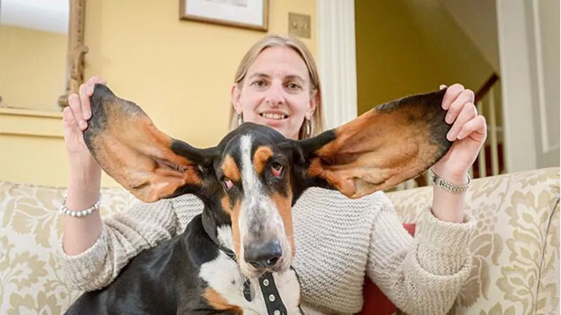 世界上耳朵最大的狗,看上去呆呆的,没想到是追