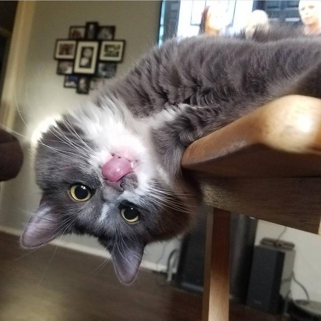 萌态百出的小宠物们花式吐舌头,众网友直呼可爱