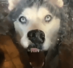 本以为只有成年哈士奇才傻,原来一直错怪它们了,它们