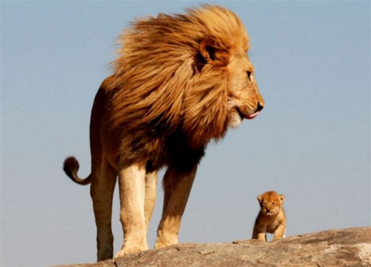 小狮子误闯同类领地，遭狮群围攻，结局让人痛心