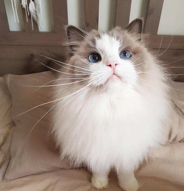 喵星人:铲屎的,朕也要吃!哪些人类食物可以安全