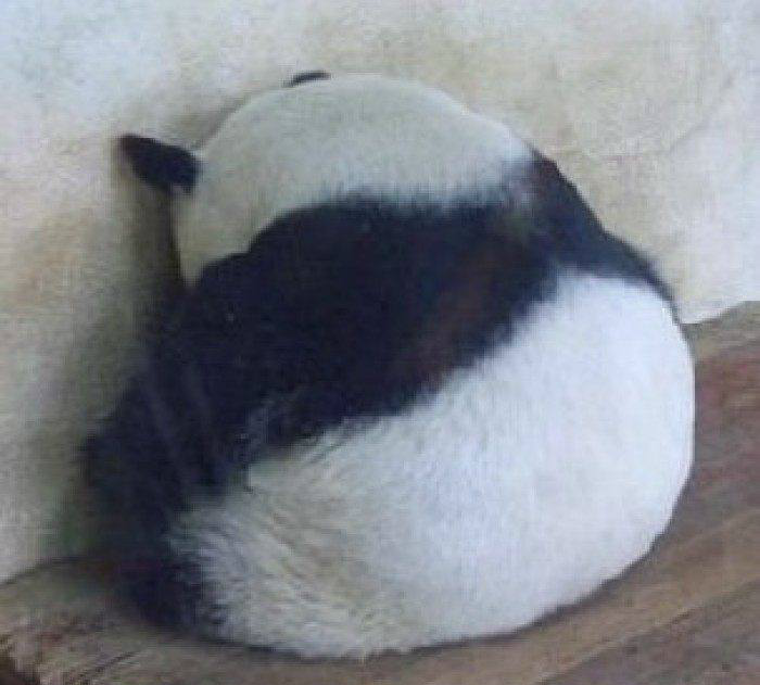 这表情也是醉了【世界上最萌的几种东西:熊猫的背影我能理解,为什么