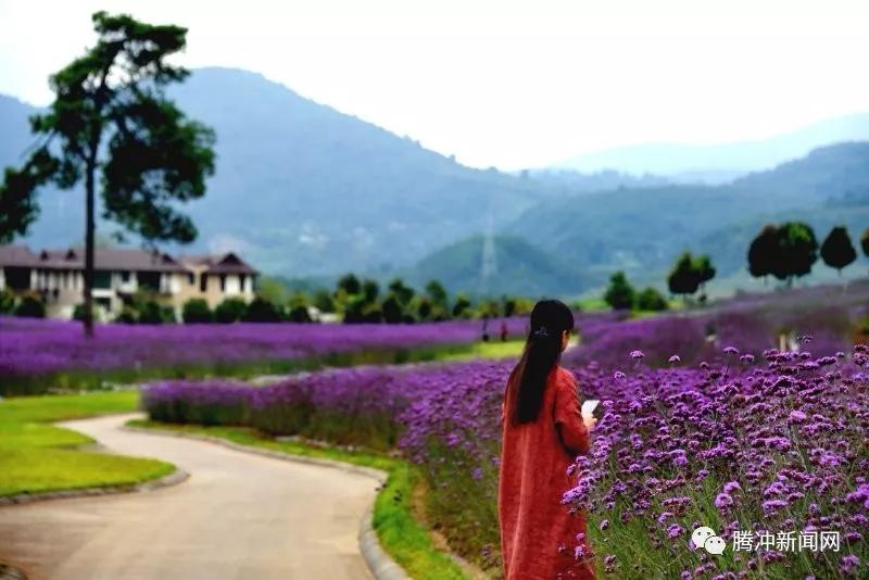 漫步在原乡的花海 静享一段夏日慢时光