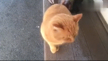 偶遇一只橘猫竟然主动跑我怀里睡觉,我能把带回家吗?急!在线等