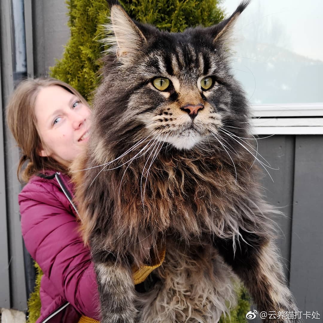 它们是世界上体型最大的猫，被誉为“温柔的巨人|缅因猫|猫咪|体型_新浪新闻