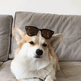 柯基柯基柯基柯基,柯基,柯基,阿姨西铁路