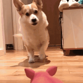 柯基柯基柯基柯基,柯基,柯基,阿姨西铁路