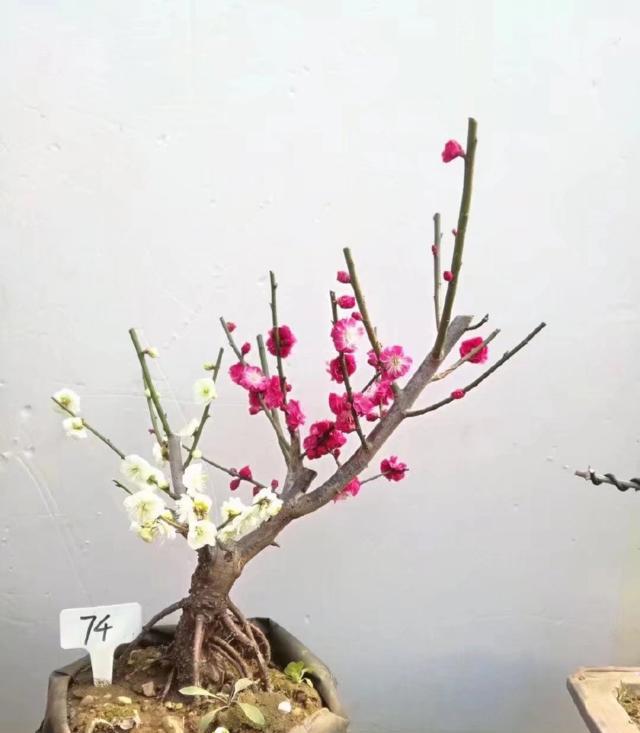 海棠花这样养护可以健康生长，每年都开出茂密的海棠花