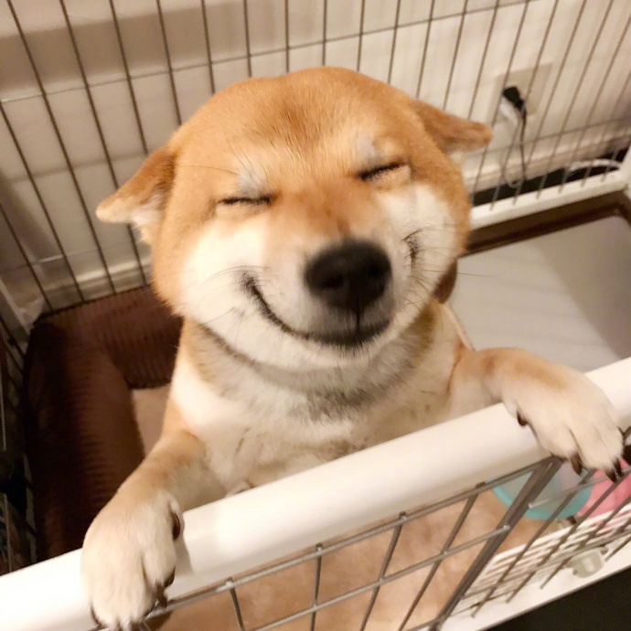 柴犬的微笑,好治愈啊