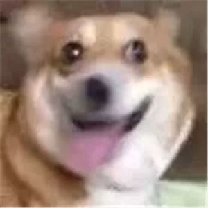 那.那个,你们有没有什么沙雕狗子表情包啊?