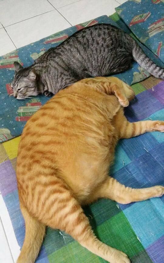 主人养了两只小猫,照顾半年后,狸花猫:你是不是给橘猫开小灶了