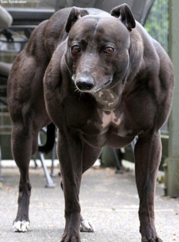 肌肉犬
