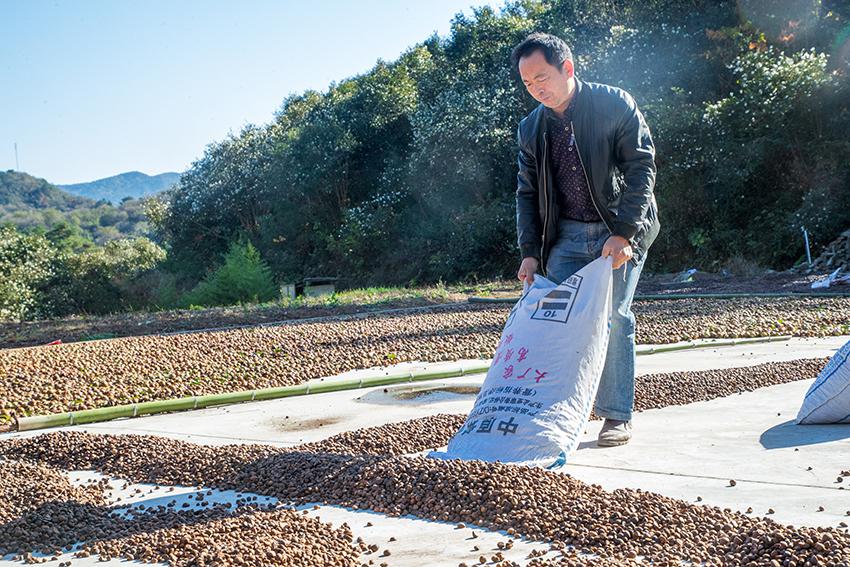 河南茶油媲美橄榄油,陇南橄榄油PK原产地,中国
