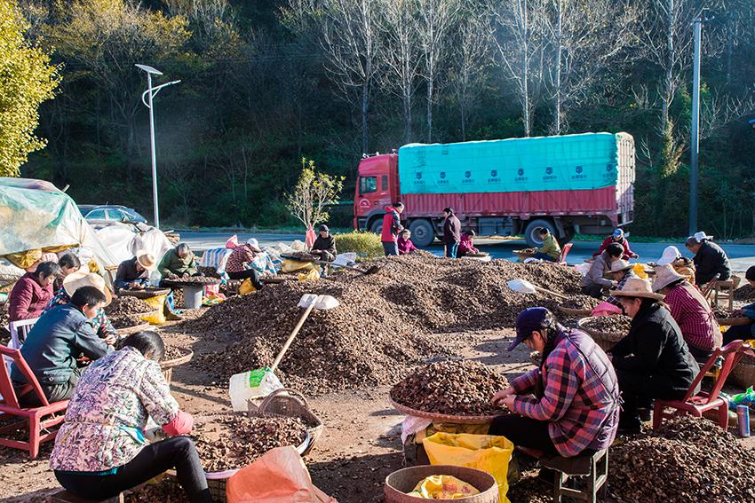 河南茶油媲美橄榄油,陇南橄榄油PK原产地,中国