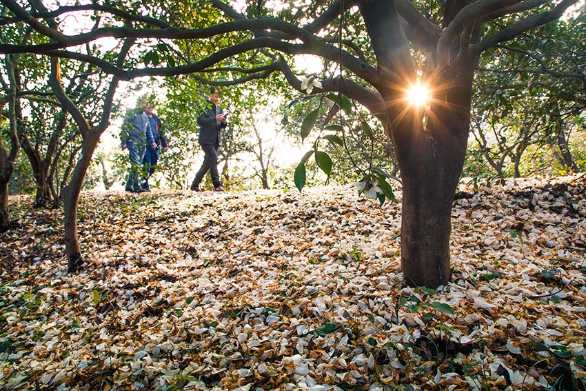 河南茶油媲美橄榄油,陇南橄榄油PK原产地,中国