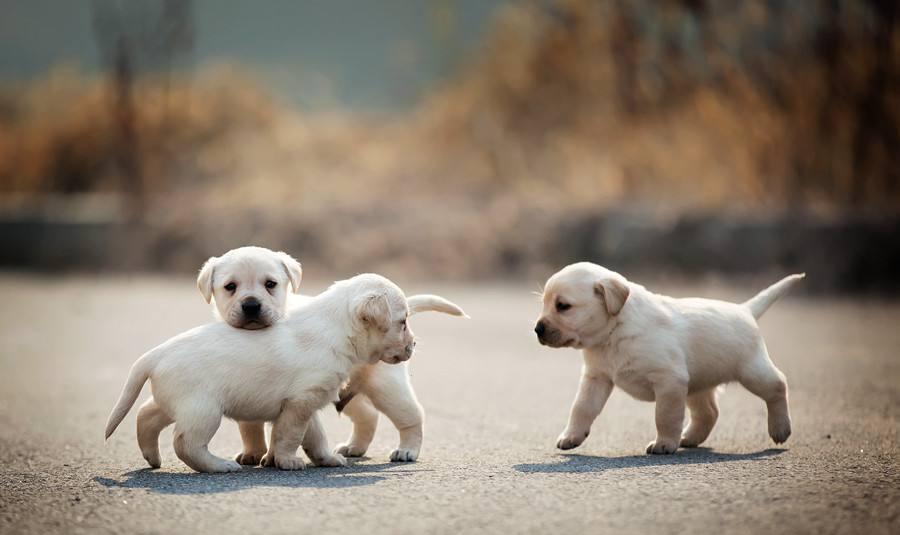 养拉布拉多之前 这些你必须要知道的知识