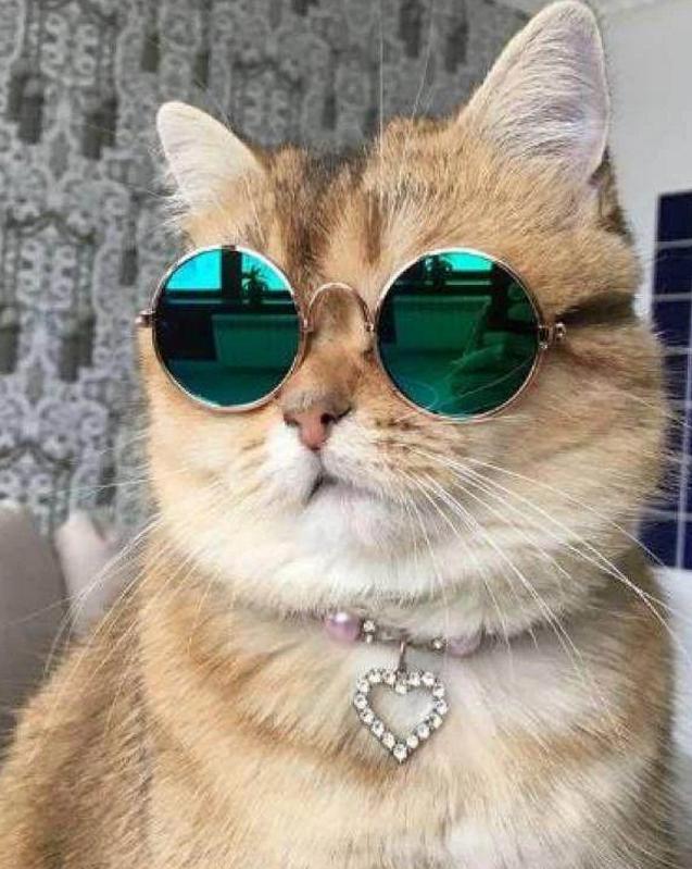 猫咪,就算被主人套上各种扮装服都照样怡然自得的行走,就连戴上墨镜都