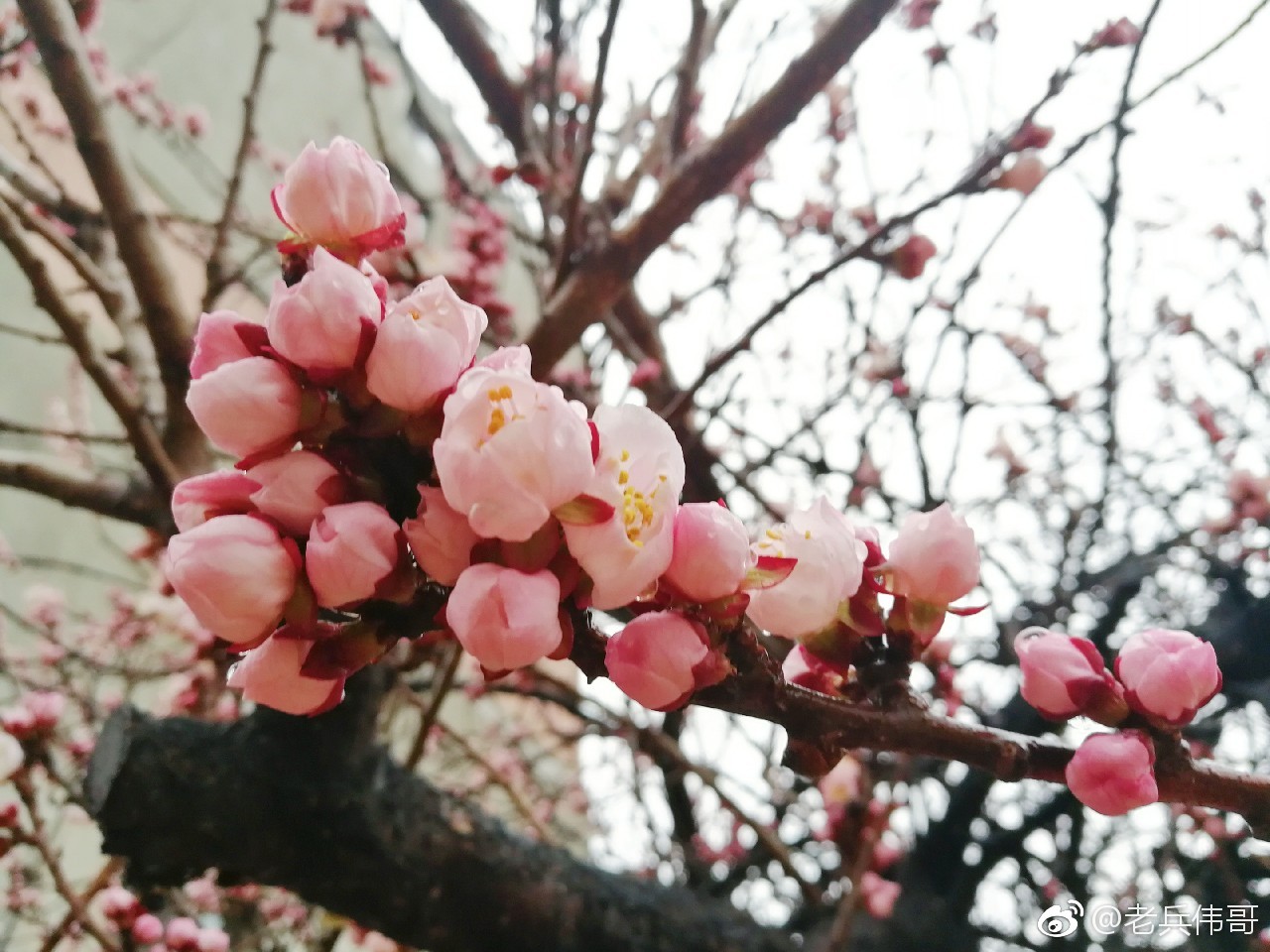 遇见大连杏花春雨