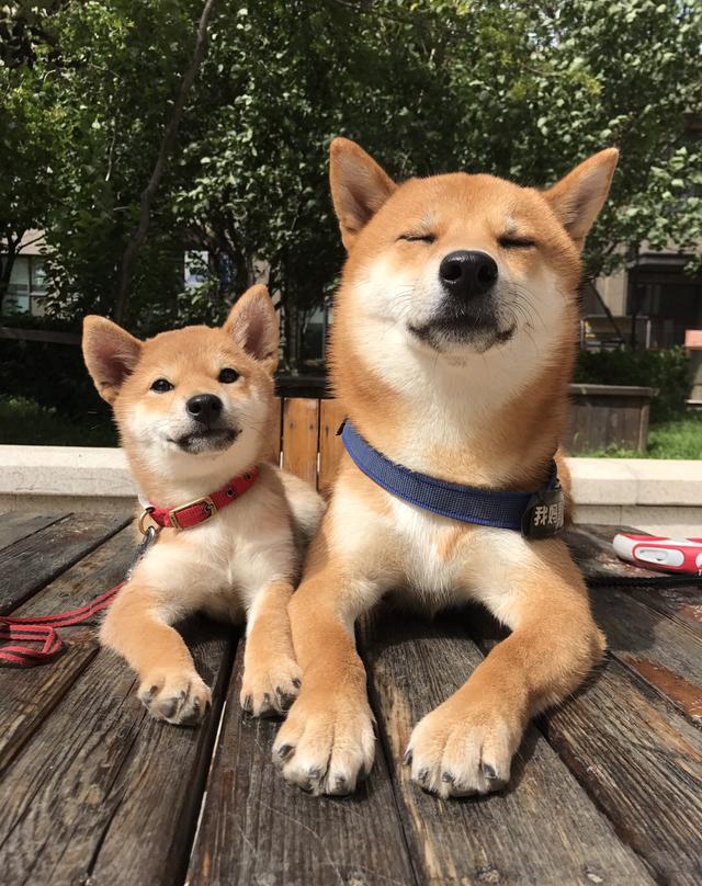 狗狗吃人用药竟然致死?