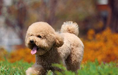 泰迪犬怎么打疫苗?自己可以给狗狗打疫苗吗?