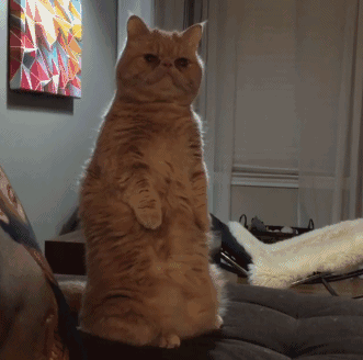 这蠢萌的站姿,这只喵的身体一定住着一个逗逼