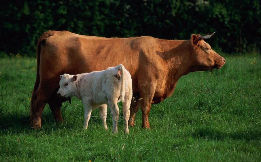 新疆饲养肉牛前景如何?