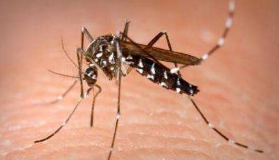 世界上最毒的花蚊子咬人一口有这些后果,严重