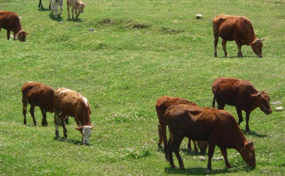 美国牛肉业的发展历史,你知道吗?...