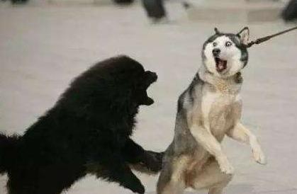 动物大战的十个精彩瞬间! 二哈最蠢 , “平头哥”霸气