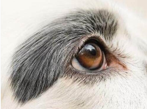 凭直觉你认为哪只是狗的眼睛,测你今生会爱上几个人
