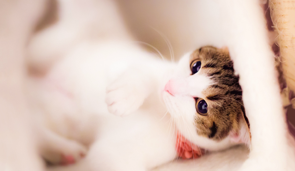 壁纸 动物 猫 猫咪 小猫 桌面 980_569