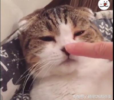 猫咪的鼻子有奇怪的开关,只要按一下,喵就会舔自己鼻子
