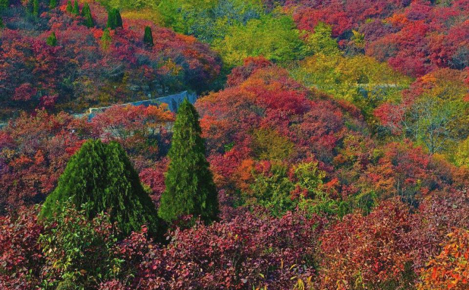山东济南红叶谷景区，秋天风景特别美丽！这个季节去正合适！
