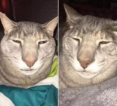 壁纸 动物 猫 猫咪 小猫 桌面 398_363