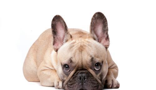 k9小知识--关于法国斗牛犬的智商