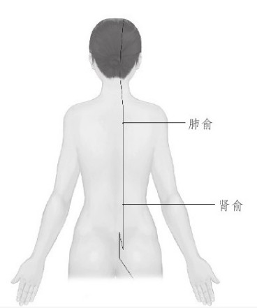 灸除百病的智慧(15)艾灸肺俞肾俞变美丽