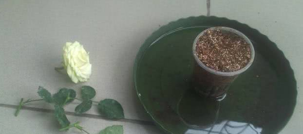 学会这种扦插法,插什么活什么,太简单了!