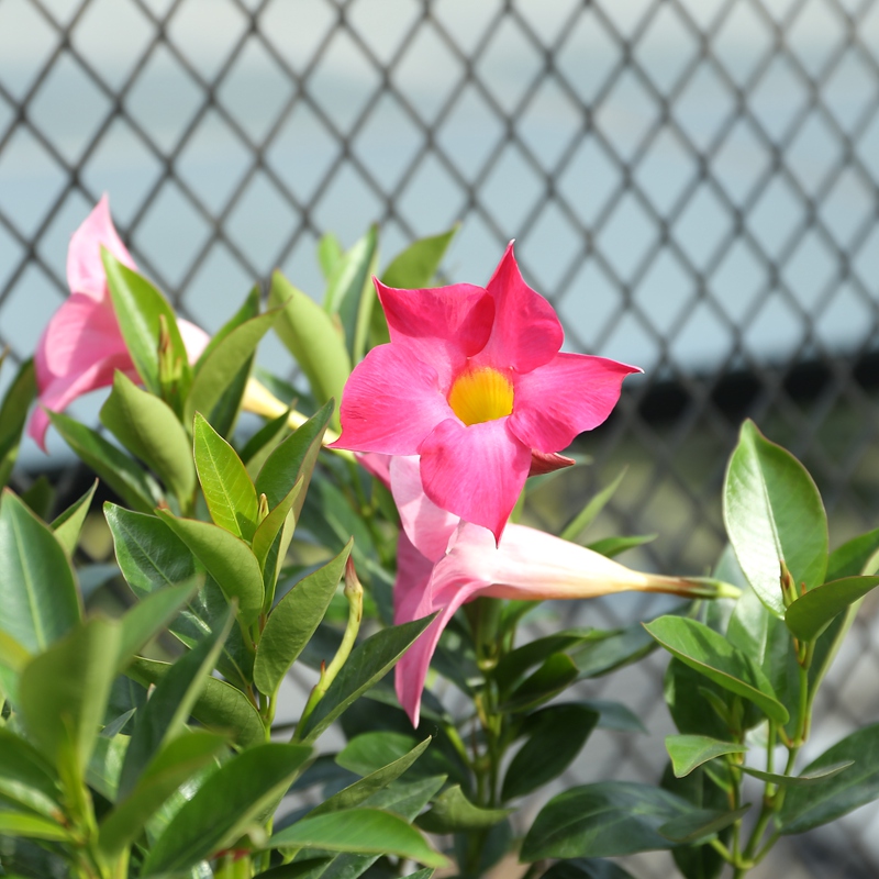 有钱人家里就不一样，去领导家被阳台“植物熊猫”迷住了，特罕见