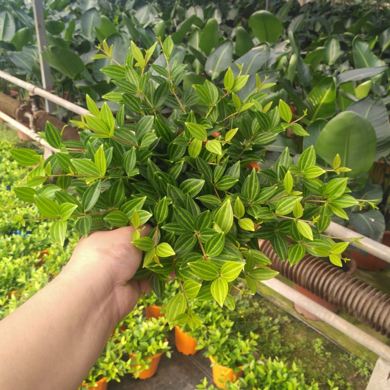 有钱人家里就不一样，去领导家被阳台“植物熊猫”迷住了，特罕见