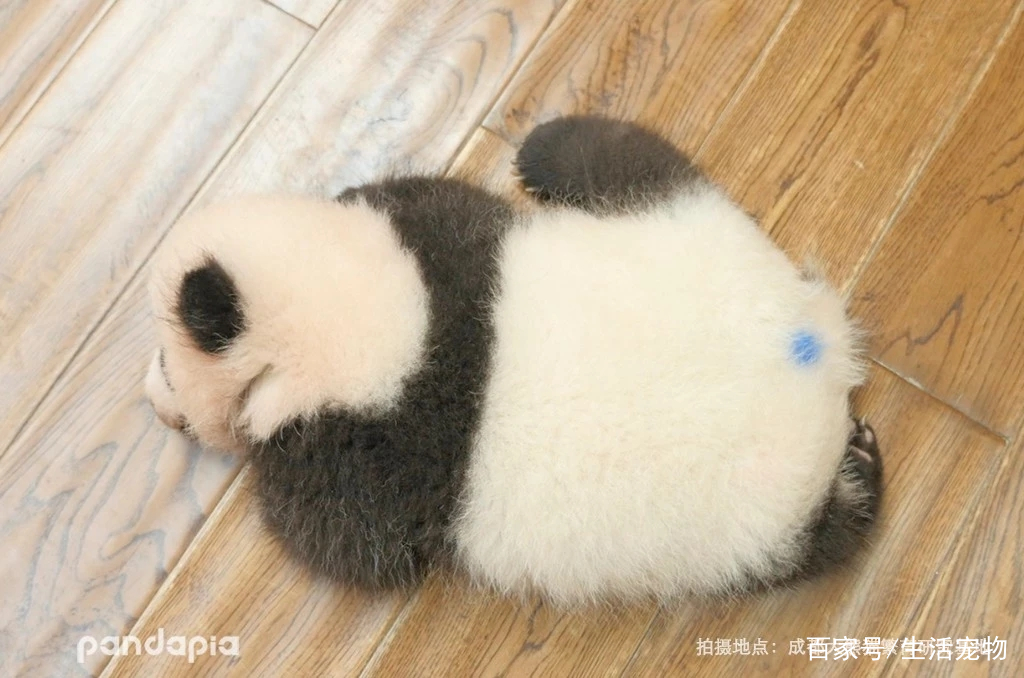 熊猫:我是为国卖萌的,你是做什么工作的?|熊猫|小熊猫