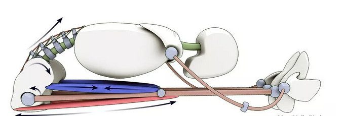 瑜伽帮你找到转动骨盆的感觉,做好前屈不是