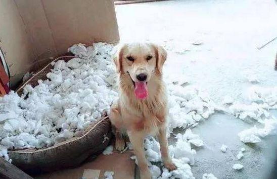 金毛正在拆家,被主人抓了个现行,网友:把金毛抓起来吊打