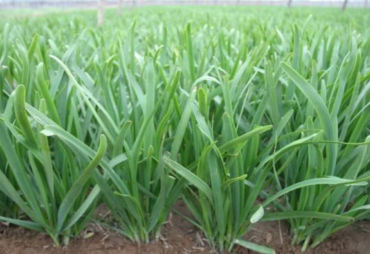 韭菜越长越细,原来是四种原因造成