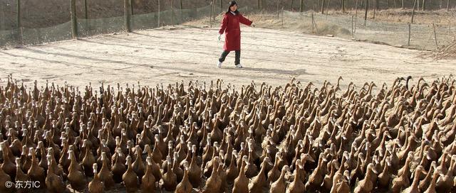 家有万担粮,不养扁嘴王,鸭子为什么这么招农