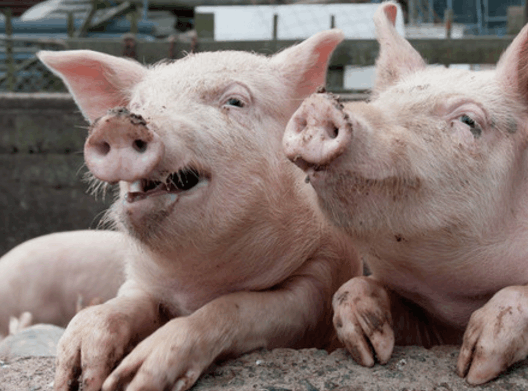 为什么回族不吃猪肉呢?猪在回族中代表什么呢