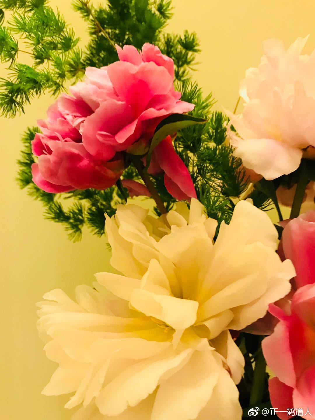 王维有诗:绿艳闲且静,红衣浅复深。花心愁欲断