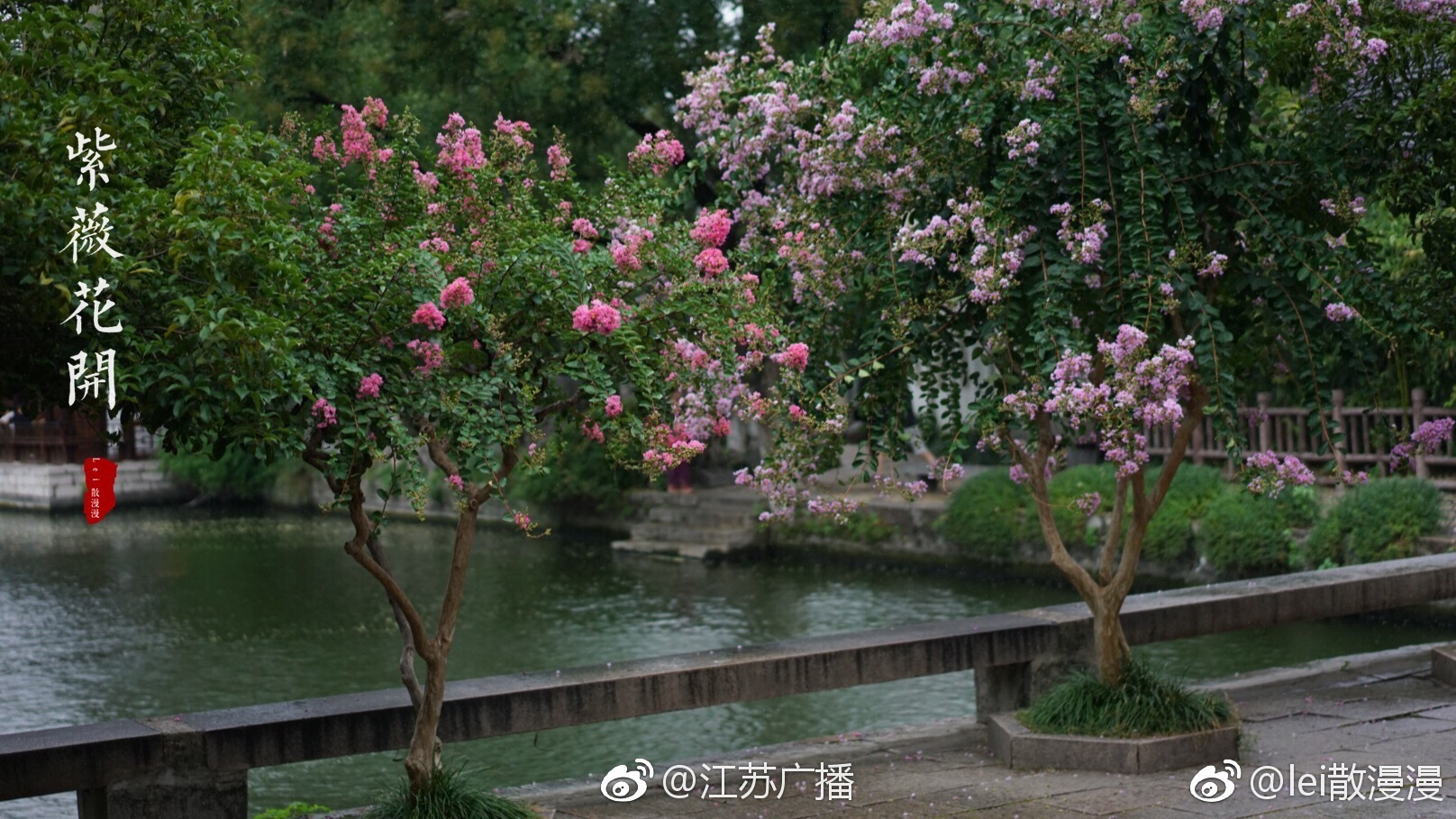 秋已至,夏未央,总统府内,紫薇花开。真正应了杜